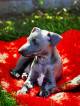 IMG-20220725-WA0020