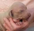 q-wurf_3-wochen-welpethumb
