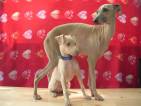 quichote_und_froufrou-11wochen