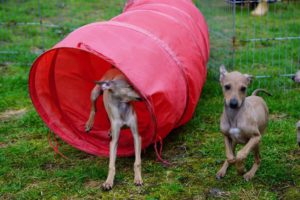 Windbraut und Wildfang