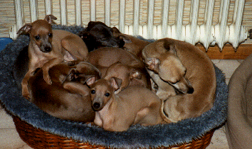 jung und alt - Italienische Windspiele Jung und alt, einträchtig im Korb zum Kuscheln und Schlafen eng aneinander gedrückt.